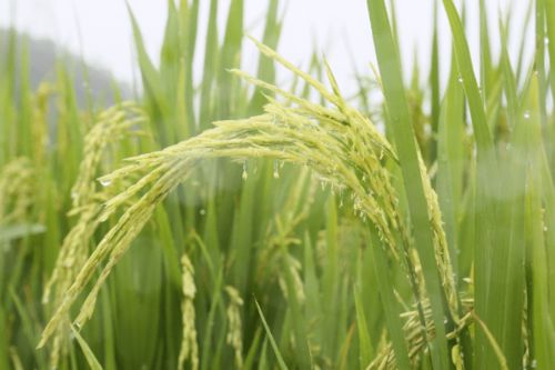 農科人員冒雨指導水稻生產，科技力量護航惠州糧食安全