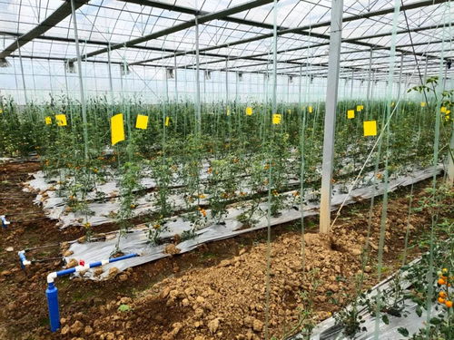 中農(nóng)富興精品案例解析 湖南郴州四清湖生態(tài)智慧農(nóng)業(yè)項目的技術(shù)創(chuàng)新與實踐