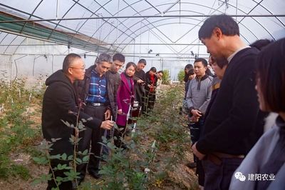 田間地頭的生動課堂 建陽區(qū)農(nóng)技培訓(xùn)“搬進”農(nóng)業(yè)企業(yè)，賦能鄉(xiāng)村振興