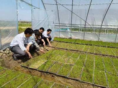 大觀 農(nóng)技“把脈”助春耕，糧食豐收有保障